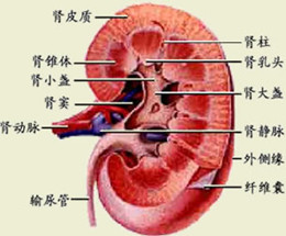 得了肾结石不手术可以治疗好吗?(图1)